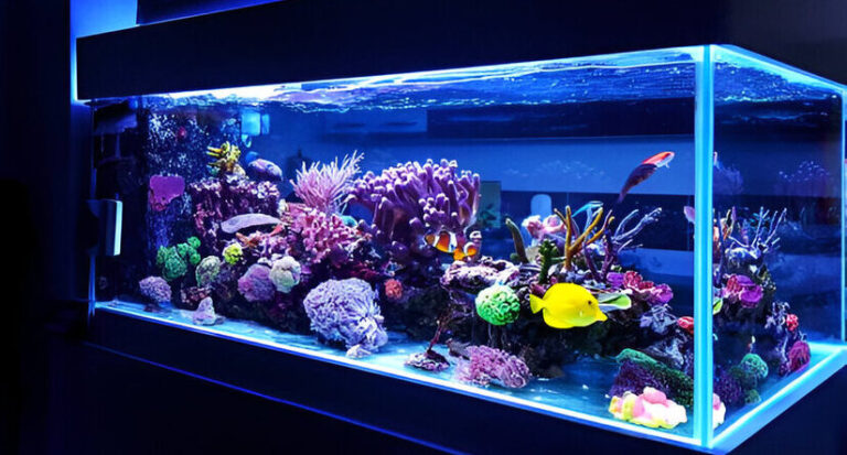 Saltwater Aquarium