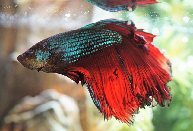 betta fish