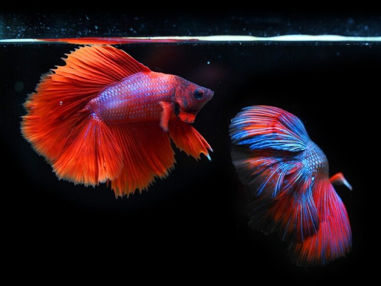 betta fish fight